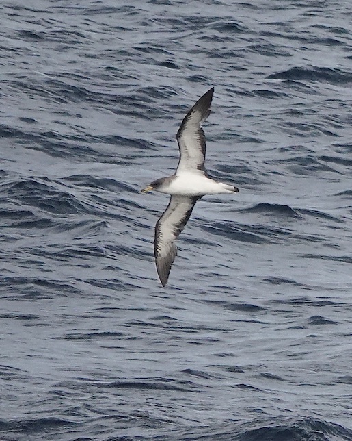 Cory's shearwater